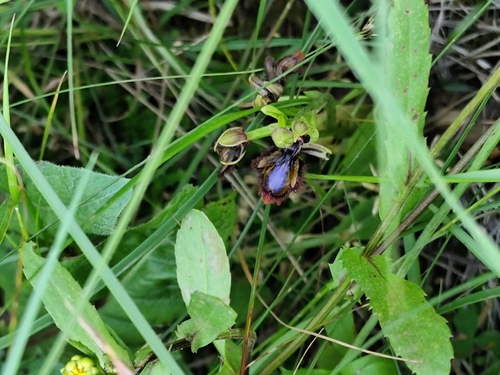 Ophrys speculum, photograph 2