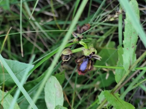 Ophrys speculum, photograph 3