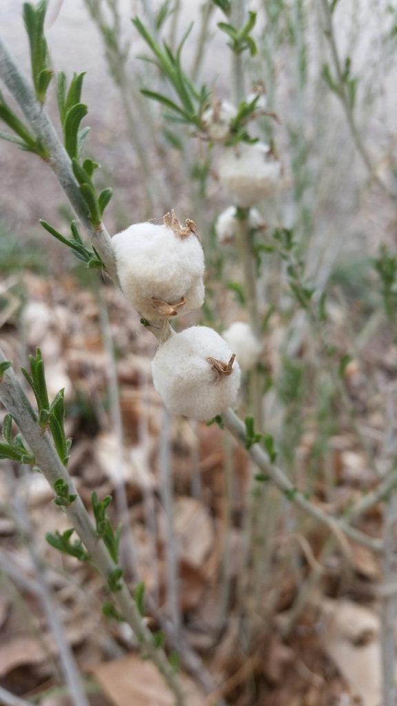 Cotton-gall Tephritid