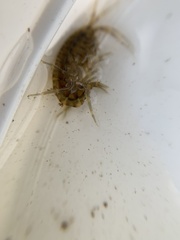 Gammarus fasciatus