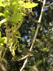 Apis mellifera