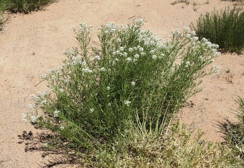 Lepidium virginicum