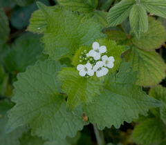 Alliaria petiolata