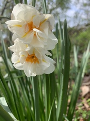 Narcissus poeticus