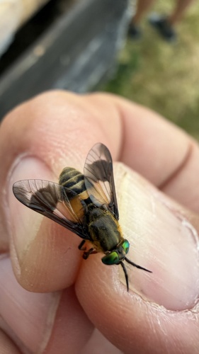Square-spot Deer Fly