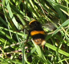 Bombus terrestris