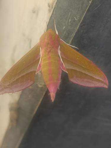 Elephant Hawkmoth