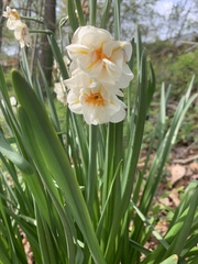 Narcissus poeticus