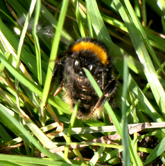 Bombus terrestris