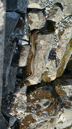 Adder