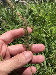 Polypogon interruptus