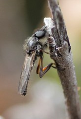 Bibio xanthopus
