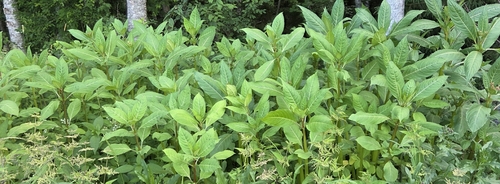 Himalayan balsam