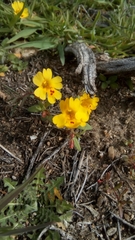 Erythranthe carsonensis