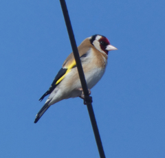 Carduelis carduelis