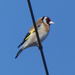 Eurasian Goldfinches and Citril Finches - Photo (c) Katherine, some rights reserved (CC BY-NC-SA)