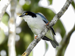 Hooded Tanager photo 4