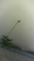 Tridax procumbens