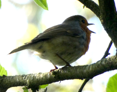 Erithacus rubecula