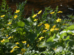 Caltha palustris