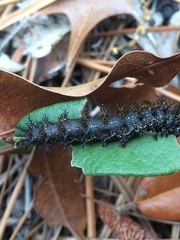 Hemileuca maia
