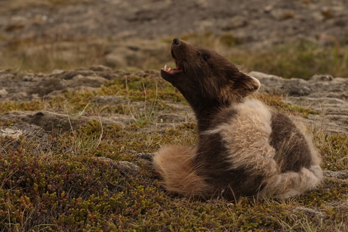 Arctic Fox photographed in Iceland