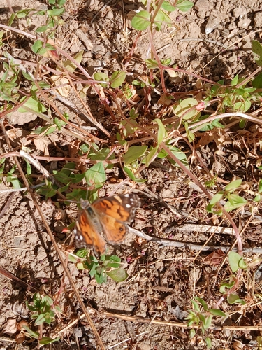 iNaturalist observation photo of American Lady