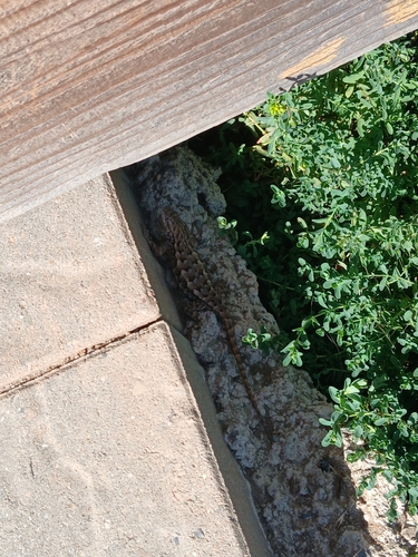 iNaturalist observation photo of Western Fence Lizard