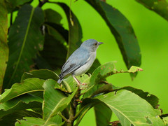 Conirostrum bicolor minus
