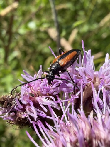 Black-striped Longhorn Beetle