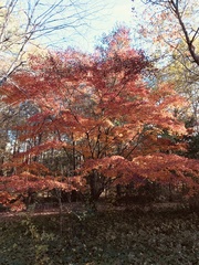 Acer palmatum