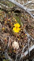 Erythranthe carsonensis