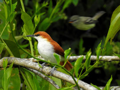 Certhiaxis mustelinus