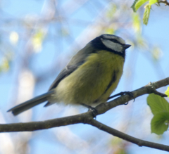 Cyanistes caeruleus
