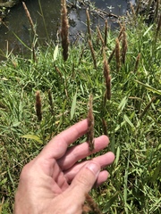Polypogon interruptus
