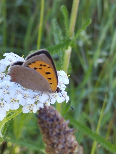 Small Copper