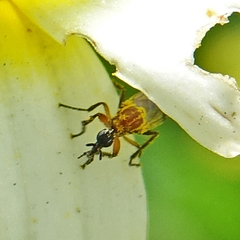 Dilophus occipitalis