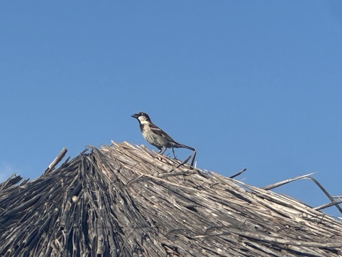 House Sparrow