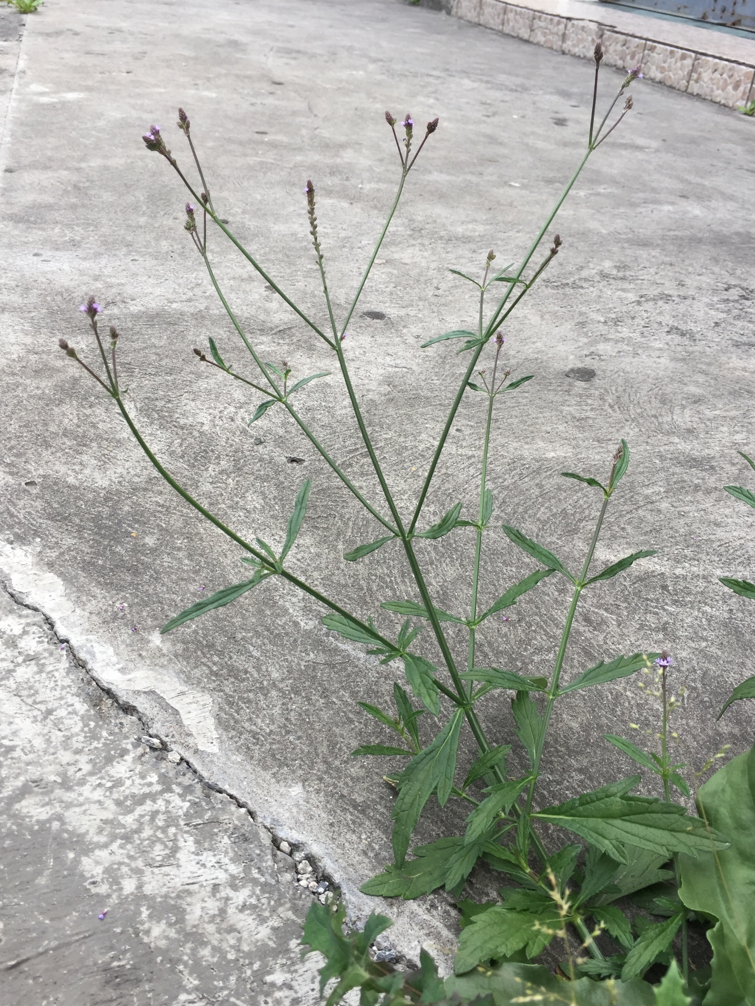 Verbena litoralis image