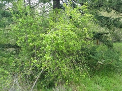 Crataegus gaylussacia
