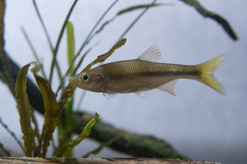 Banded predatory carp (Parazacco fasciatus) — Cyprinidae — 3
