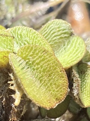 Salvinia minima, photograph author not stated, no rights reserved
