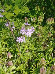 Phlox divaricata