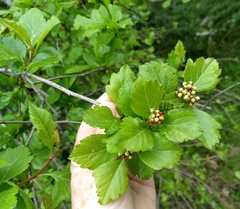 Crataegus gaylussacia