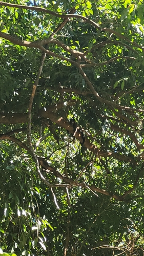 Black capuchin