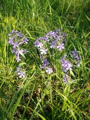 Phlox divaricata