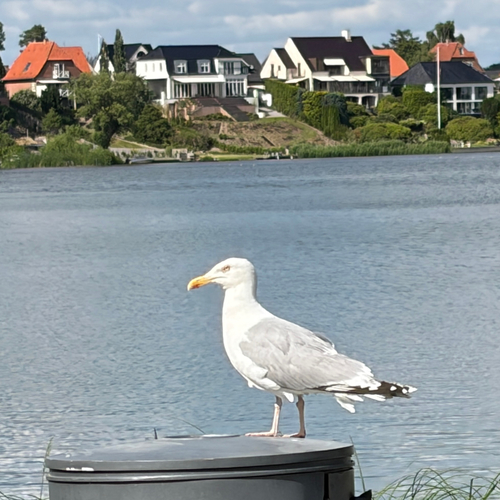 European Herring Gull
