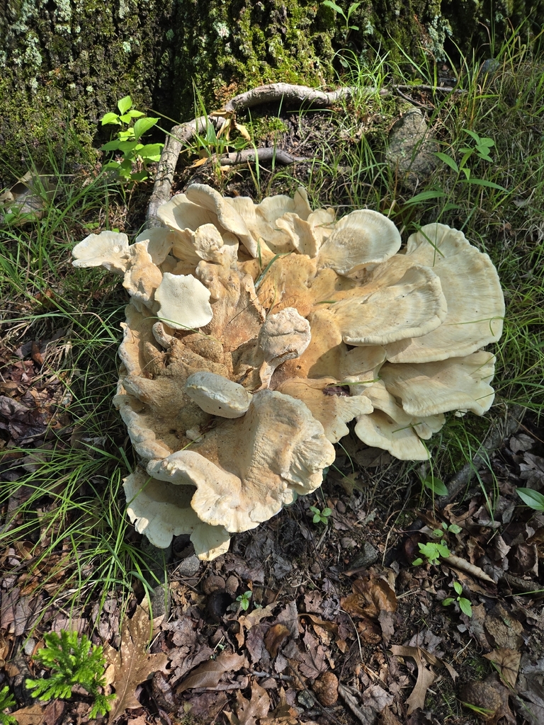 Berkeley's Polypore · July 2026 · photo: Photo: (c) Alexander Diaz, some rights reserved (CC BY) · iNaturalist