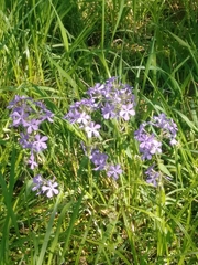 Phlox divaricata