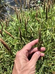 Polypogon interruptus
